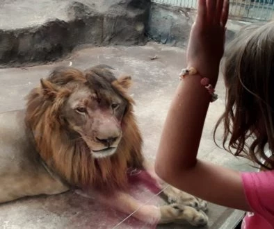 Most popular zoos to take the kids in Chiang Mai