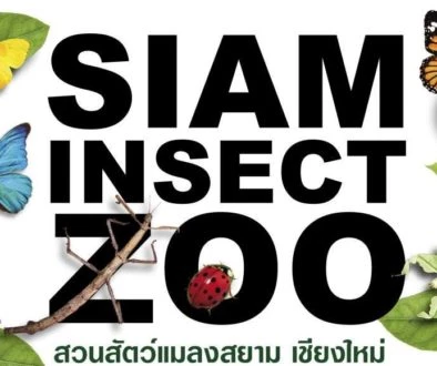 Best place to meet bugs in Chiang Mai