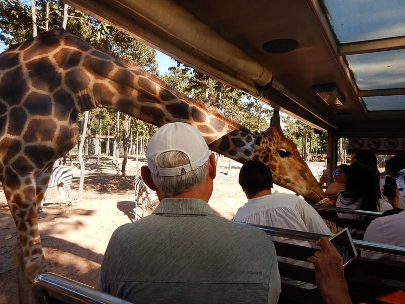 Feeding a giraffe Chiang Mai Night Safari