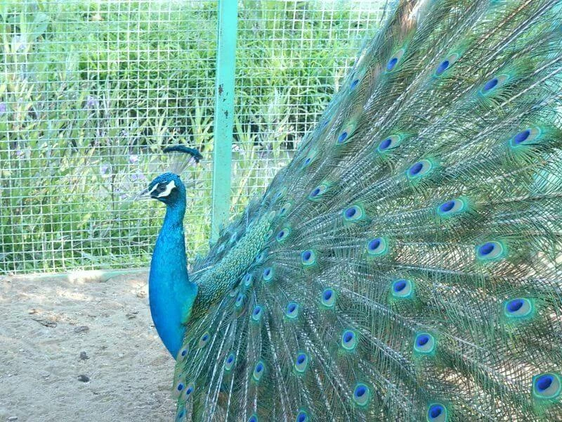 Ginger Farm Chiang Mai peacock peacock Chiang Mai