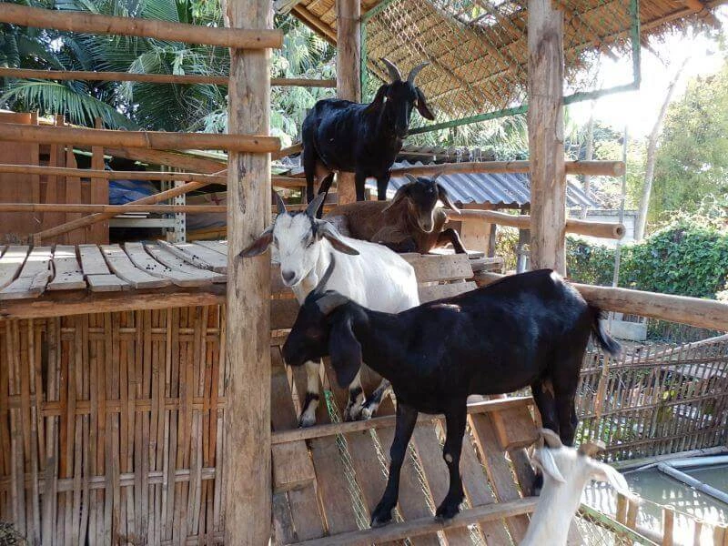 Ginger farm Chiang Mai goats Ginger farm Chiang Mai goats