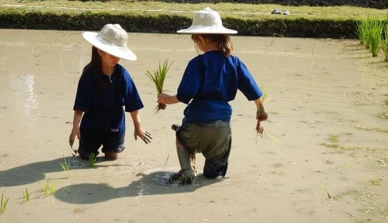 Ginger Farm Chiang Mai Family Guide kids rice planting in Chiang Mai