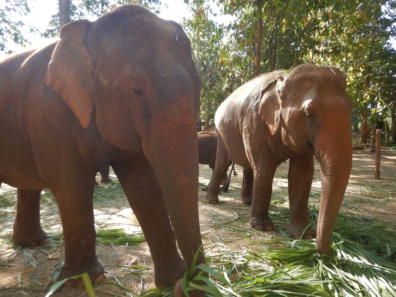 Feeding elephants in Chiang Mai