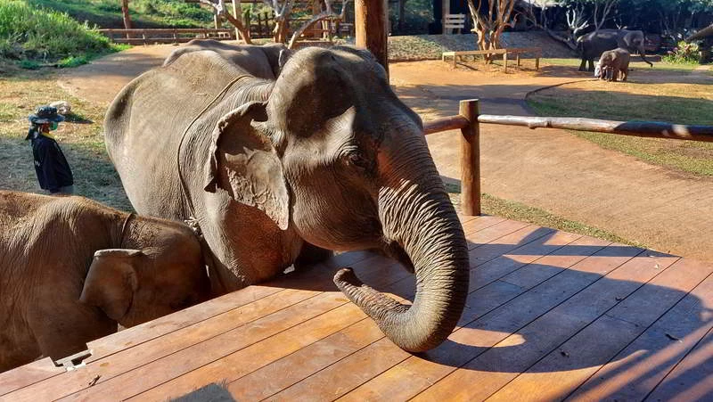 Feed elephants Chiang Mai Elefin Cafe
