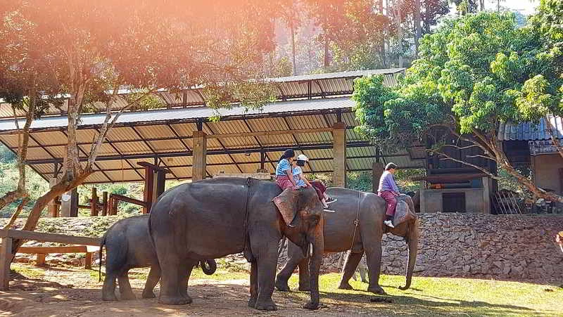 Feed elephants Chiang Mai Elefin Cafe