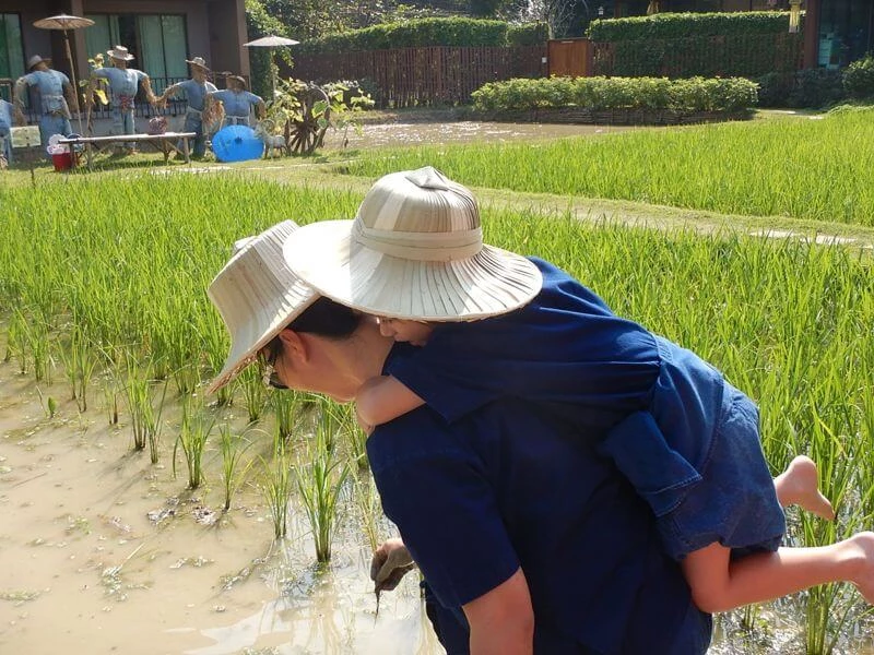 Rice planting Siripanna villa resort and spa Chiang Mai